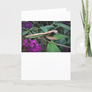 Orando a Mantis, tarjeta