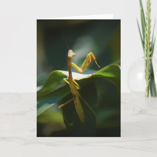 Orando a Mantis, tarjeta (Anverso)