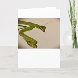 Orando a Mantis, tarjeta