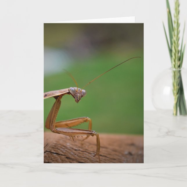 Orando a Mantis, tarjeta (Anverso)