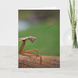 Orando a Mantis, tarjeta