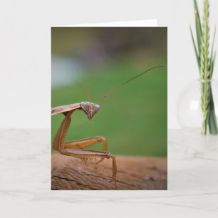 Orando a Mantis, tarjeta