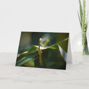 Orando a Mantis, tarjeta