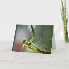 Orando a Mantis, tarjeta