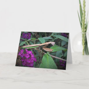 Orando a Mantis, tarjeta