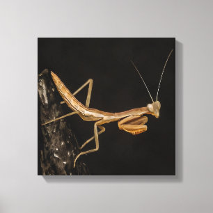Orando Mantis Arte De Insectos Cuto Y Alarmante