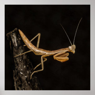 Orando Mantis Arte De Insectos Cuto Y Alarmante