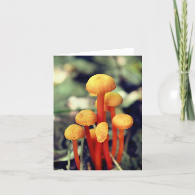 Orange Mushrooms Nature Photography  (Anverso)