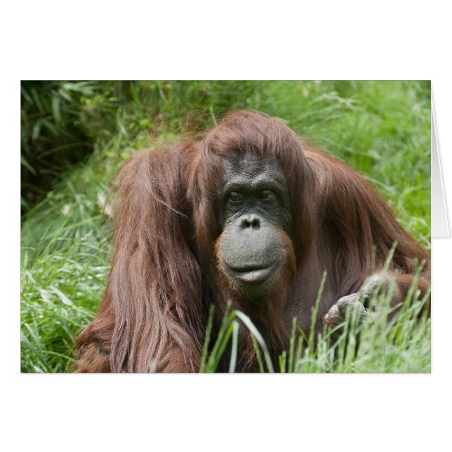 Orangutan (Anverso (Horizontal))