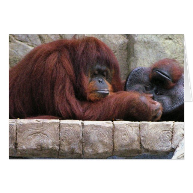 Orangutan (Anverso (Horizontal))