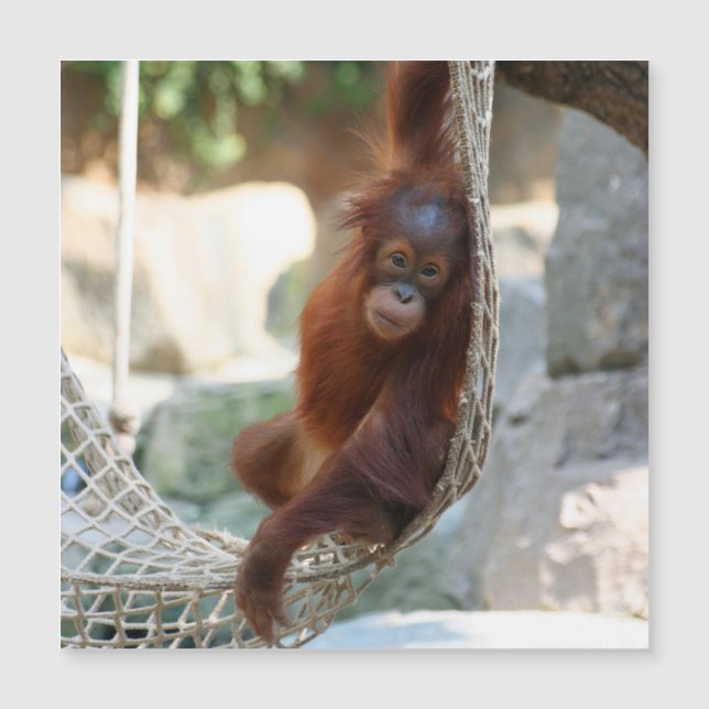 OrangUtan 001 (Anverso)