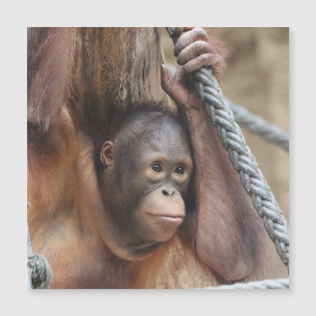 OrangUtan 002 (Anverso)