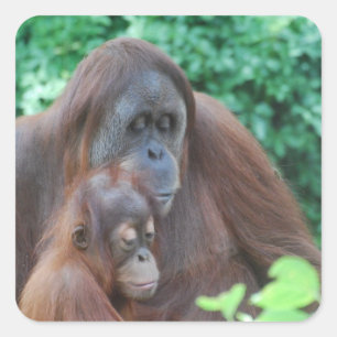 Orangutan bebé con madres Pegatinas