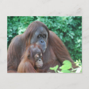 Orangutan bebé con postal madre
