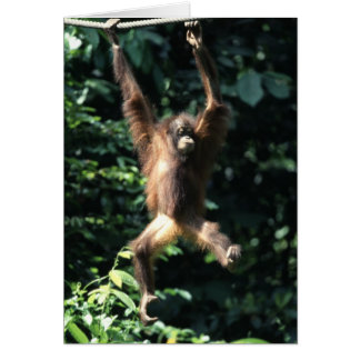 Orangután de Borneo