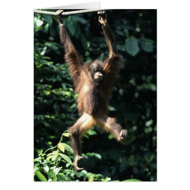 Orangután de Borneo (Frente)