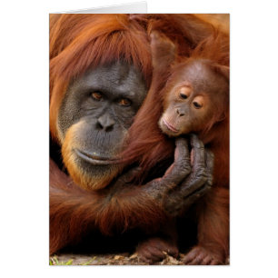Orangután de la madre y del bebé