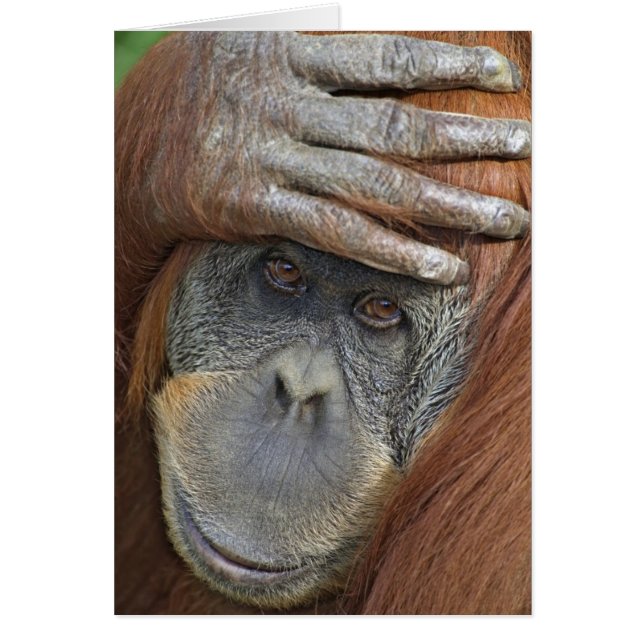 Orangután de Sumatra hembra en cautiverio (Frente)