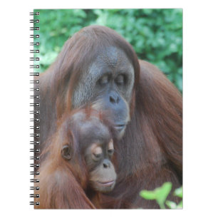 Orangután del bebé con el cuaderno de la madre