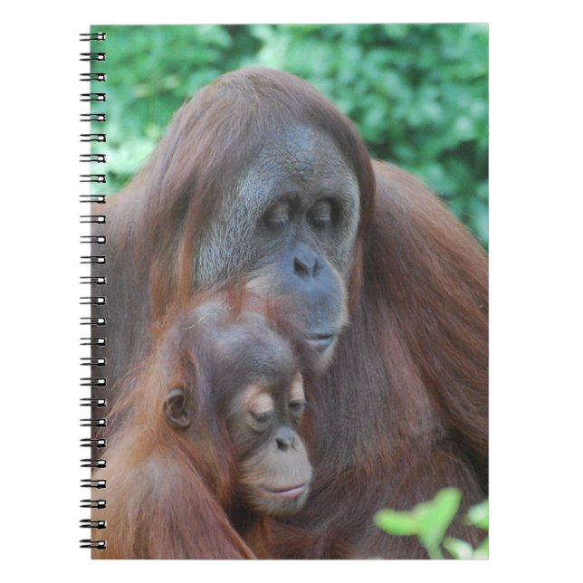 Orangután del bebé con el cuaderno de la madre (Frente)
