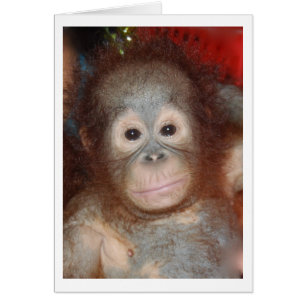 Orangutan, la fauna de Borneo