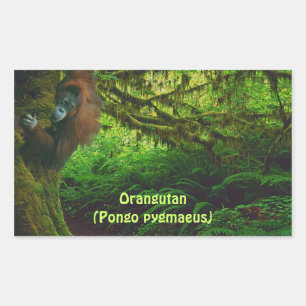 Orangutan lindo jugando en los Pegatinas de la sel
