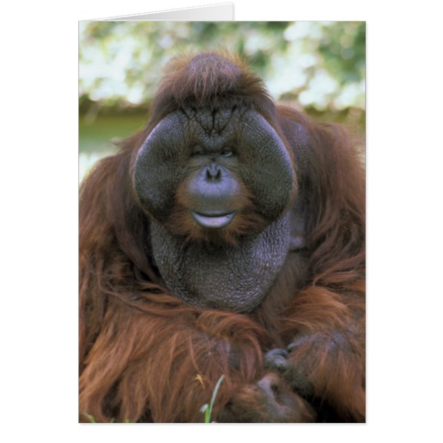 Orangutan Pongo Pygmaeus (Frente)