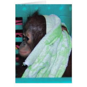 Orangután solo del bebé