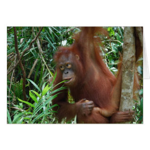 Orangután sonriente