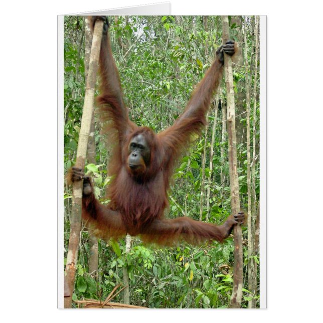Orangutan un hangin' (Frente)
