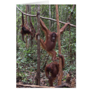 Orangutanes femeninos en la selva de Borneo