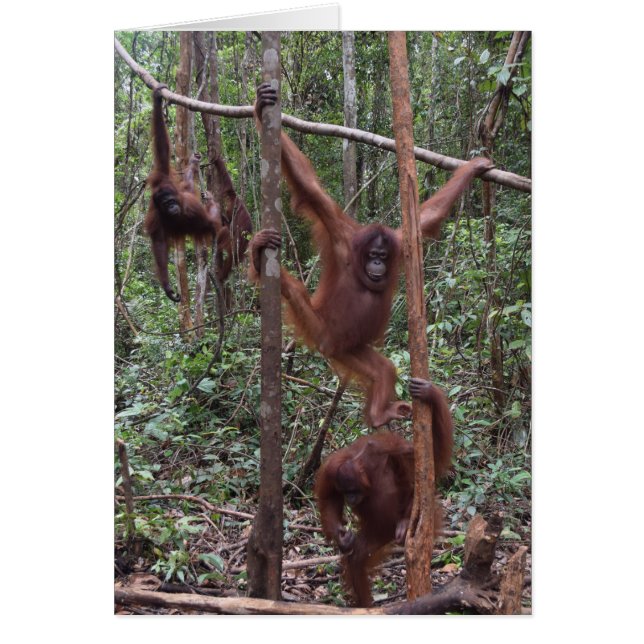 Orangutanes femeninos en la selva de Borneo (Frente)