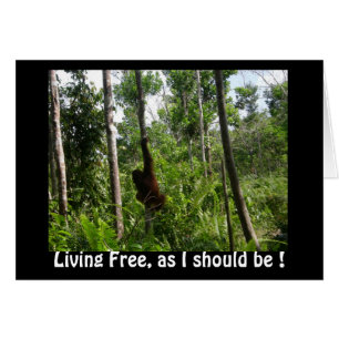 Orangutanes libres vivos en la selva de Borneo