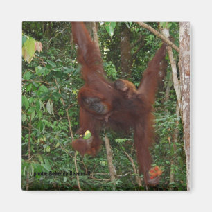 Orangutans: El imán madre y bebé