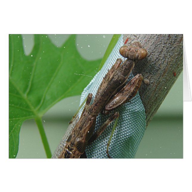 Orar el insecto de Mantis (Anverso (Horizontal))