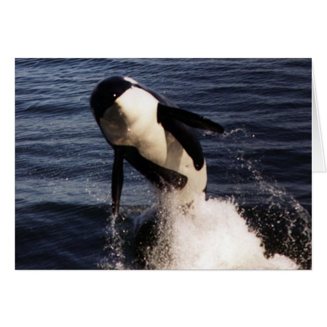 Orca (Anverso (Horizontal))