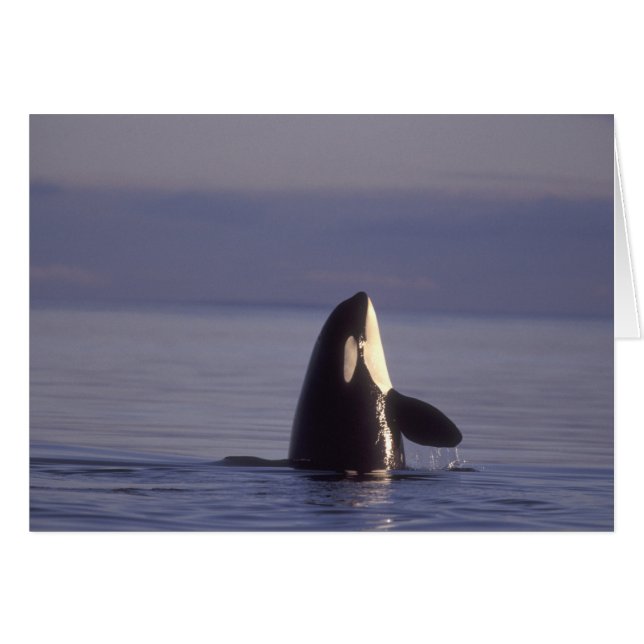 Orca asesina (Orca orcinus) espiando cerca (Anverso (Horizontal))