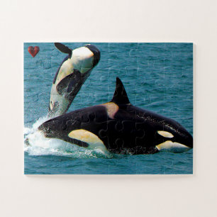 Orca o ballenas asesinas rompecabezas