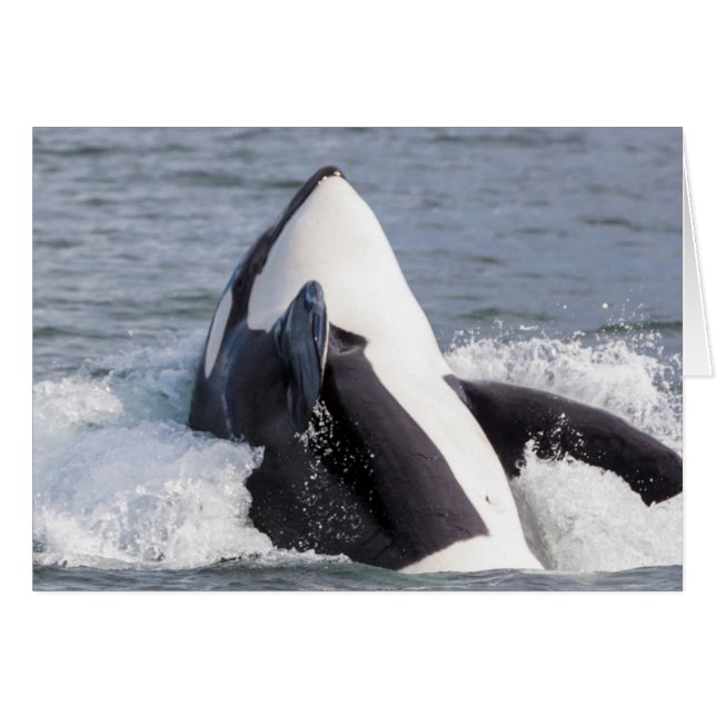 Orca saltando fuera del agua (Anverso (Horizontal))
