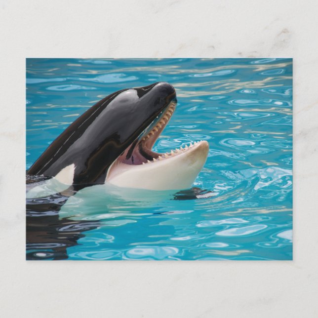 Orca, tarjeta postal de ballena asesina (Anverso)