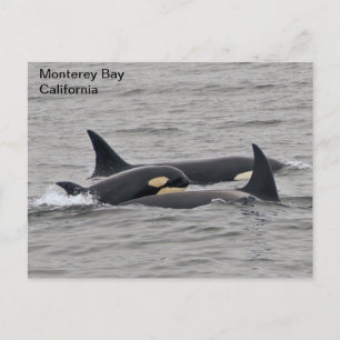 Orcas en la postal de la bahía de Monterey