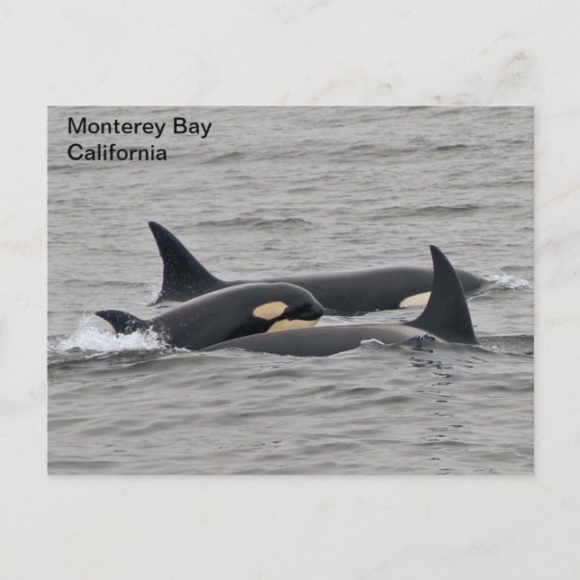 Orcas en la postal de la bahía de Monterey (Anverso)