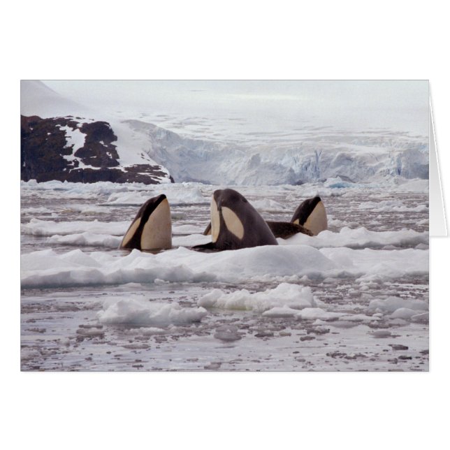 Orcas Spyhopping Card (Anverso (Horizontal))