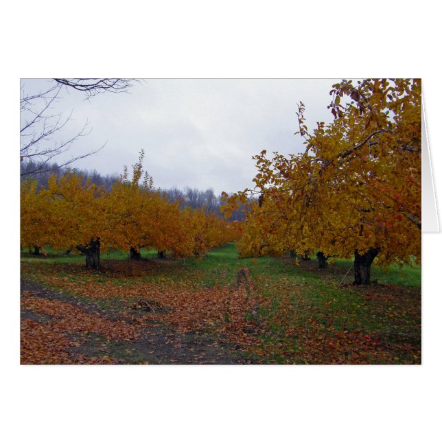 Orchard de manzanas coloreadas (Anverso (Horizontal))