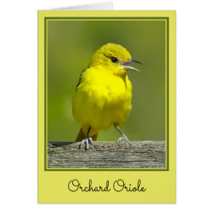 Orchard Oriole - Foto original