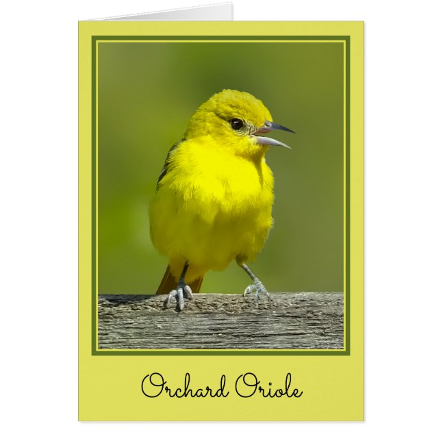 Orchard Oriole - Foto original (Frente)