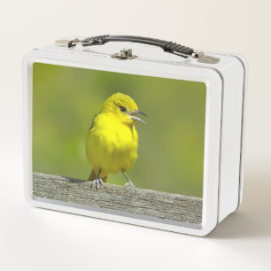 Orchard Oriole - Foto original