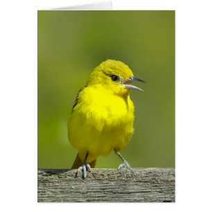 Orchard Oriole - Foto original