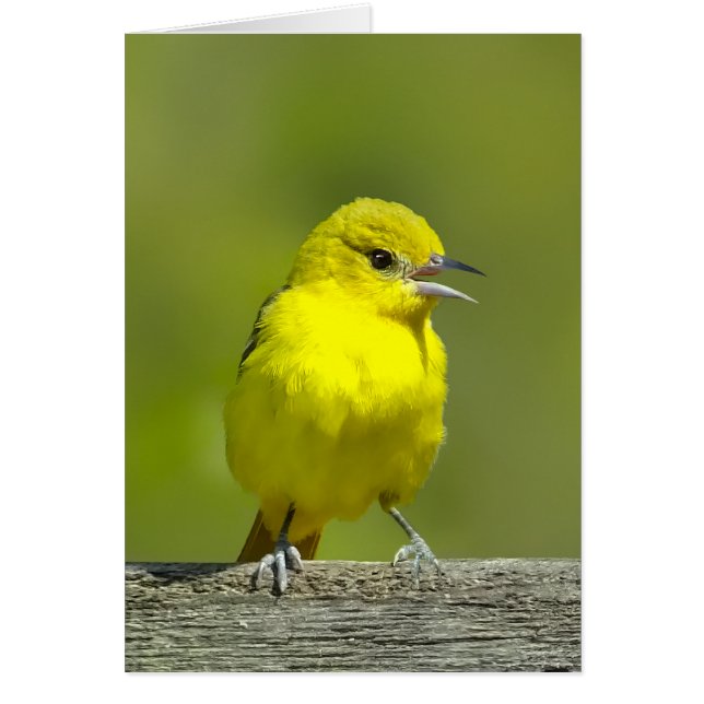 Orchard Oriole - Foto original (Frente)