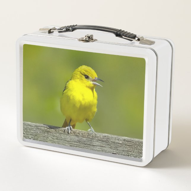 Orchard Oriole - Fotografía Original (Anverso)